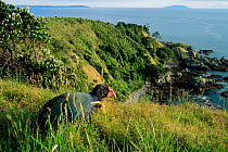 Takahe (Phorphyrio hochstetteri)) New Zealand