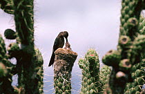 Giant hummingbird {Patagona gigas} feeds chick at prickly pear cactus nest, Rio Bamba near Quito, Ecuador, South America