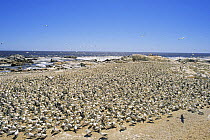 Cape gannet {Sula capensis} colony, Malgas Island, South Africa