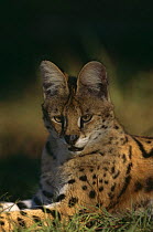 Serval portrait {Felis serval} captive