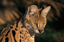 Serval portrait, captive. (Felis serval)