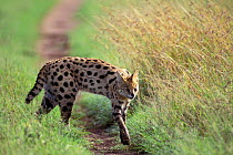 Serval walking through grass (Felis serval) Africa