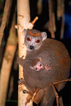 Crowned lemur female and baby (Eulemur coronatus). Montagne d'Ambre NP, Madagascar
