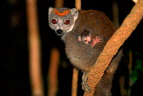 Crowned lemur female & baby, N. Madagascar, Ankarana Special Reserve