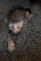 Crowned lemur baby asleep against mother, N. Madagascar, Ankarana Special Reserve