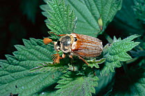 Common cockchafer male on leaf (Melolontha melolontha) UK.