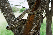 Argentine boa {Boa constrictor occidentalis} climbing tree, Argentina, Ibera marshes.