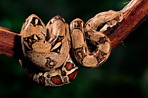 Boa constrictor (Constrictor constrictor). South America