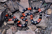 Coral snake (Micrurus frontifasciatus) Andes semi-desert at 3300 metres, Bolivia. Rare species.