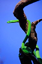 Eastern green mamba snake (Dendroaspis angusticeps). Masai Mara NR, Kenya, East Africa