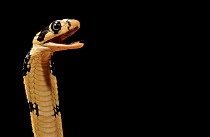 King cobra juvenile. Captive.
