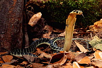 King cobra juvenile (Ophiophagus hannah) occurs SE Asia.