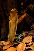 King cobra (Ophiophagus hannah) juvenile C. Defensive threat display, SE Asia.