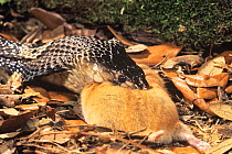 Asian cobra (Naja naja) feeding on rodent. Captive, from India.