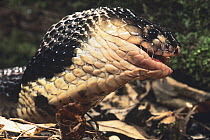 Asian cobra (Naja naja) swallowing rodent. Captive, from India.