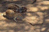 Cape ground squirrel {Xerus inauris} with juvenile Puff adder {Bitis arietans} Kalahari Gemsbok NP, South Africa.