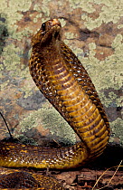 Cape cobra (Naja nivea) hood raised - captive NHU Programme Publicity Dragons Alive (Feb 04)