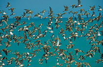 Mixed species flock of waders, including Great knot and Godwit, flying by sea in  Australia