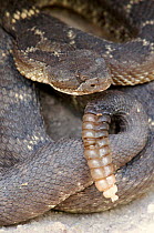Arizona black rattlesnake showing rattle, USA