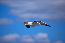 Lesser black backed gull flying (Larus fuscus) England, UK