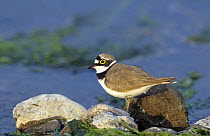 Little ringed plover {Charadrius dubius} on shore, Lesbos, Greece