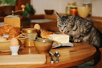 Domestic cat stealing butter, Germany