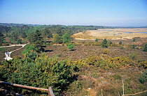 Lowland heathland landscape at Arne RSPB reserve, Dorset, UK.