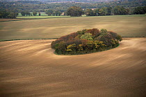 Aerial view of woodland coppice surrounded by arable fields, Wiltshire, UK