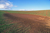 Soil erosion in field of winter wheat. Fife, Scotland,