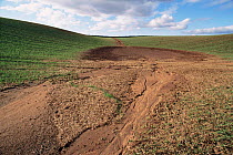 Soil erosion in field of winter wheat. Fife, Scotland,