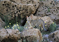 African wild cat (Felis catus) Kalahari Gemsbok NP, South AFrica