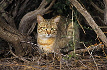African wild cat (Felis catus) Kalahari Gemsbok NP, South Africa