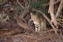 African wild cat, South Africa, Kalahari Gemsbok National Park