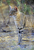 African wild cat (Felis catus) Etosha NP, Namibia