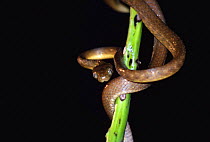 Brown tree snake {Boiga irregularis} introduced to Guam, caused Bird extinctions