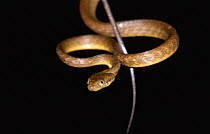 Brown tree snake {Boiga irregularis}, example of bioinvasion and responsible for bird extinctions on US Territory of Guam, Western Pacific Ocean