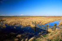 Flooded grazing land on North Kent marshes, Swale NNR, Isle of Sheppey, Kent, UK