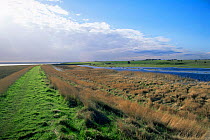 Flooded grazing land on North Kent marshes, Swale NNR Isle of Sheppey, Kent, UK.