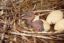 Brown pelican chick (Pelecanus occidentalis) hatching from egg. Sequence from BBC TV series 'Life of Birds'
