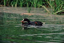 Coot parent killing its chick - infanticide to reduce clutch size
