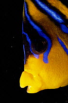 Regal angelfish head / face close-up (Pygoplites diacanthus) Red Sea