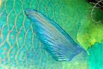 Close up of Parrotfish fin, Carribean.