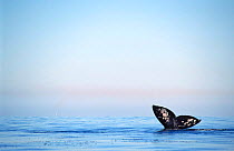 Grey whale tail fluke at surface (Eschrichtius robustus) Magdalena Bay, Baja California, Mexico