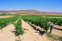 Man tedning vines in vineyard, Yecla, Murcia, Spain.