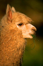 Alpaca portrait (Lama pacos) Peru