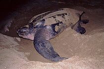 Leatherback turtle (Dermochelys coriacea) laying eggs. Pacific Coast, Costa Rica, Central America