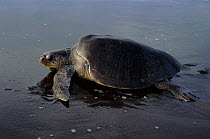 Olive ridley turtle (Lepidochelys olivacea) on beach. Pacific coast, Costa Rica, Central America