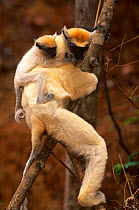 Golden Crowned Sifaka (Propithecus tattersalli)  in tree with young on back, Madagascar