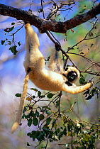 Decken's Sifaka in tree (Propithecus verreauxi deckenii) Western Madagascar.