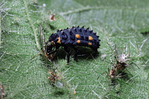 Seven spot ladybird larva feed on nettle aphids, England. (Coccinella septempunctata)